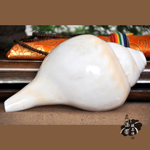 Buddhist White Sea snail sound muddy with thick and dense method snail Nepal levo-India snail