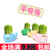 Creative mini small potted landscape grass head doll DIY office desktop with seeds peace elephant green plants