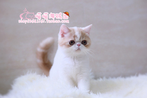 Pure CFA pedigree red and white Sanskrit DD male exotic shorthair cat Garfield certificate has arrived in Guangzhou new home