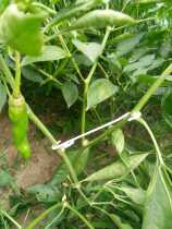 Tomato hook tomato hanging hook tomato adhesive hook vegetable hanging vine hook