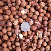 500g northeast small hazelnut wild hazelnut cooked Hazelnut kernel northeast nut water leak hazelnut