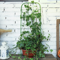 Balcony plant climbing vine bracket Clematis clambering frame covered climbing flower stand morning glory rose pillar