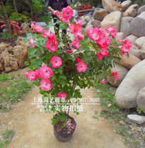 Climbing Vine moon season white rosehips red rose Verses Rosewood Pink Rosewood Rosewood Rosewood Rosewood