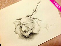 Shop owner pure hand drawing Rose pencil decorative painting frameless decorative painting to send male and female friends 520 small gifts