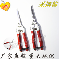 Picking shear garden shears guo zhi jian shu zhi jian xi guo jian gardening scissors grape pruning shears pruning shears