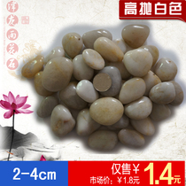 High throw depth fine white pebbles rain flower stone paving stone home decoration stone massage stone fish tank stone 2-4cm Jin