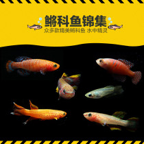 Beautiful baby Kaka Queen blue eyes dream colorful yellow color blue color gold flame fire unicorn medaka fish