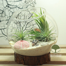 Air pineapple elf lazy green plant micro landscape bottle DIY handmade office creative potted new gift