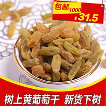 (Romantic Tianshan_raisins) Xinjiang Turpan tree yellow 500*2 big raisin dried fruit snacks