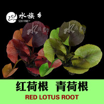 Aquarium township]Red river root red lotus root Green lotus root aquarium fish pond Water lilies in the back view of aquatic plants fish tank landscaping
