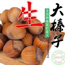 North East Special Production Great Hazelnut New Stock Original Taste Iron Ridge Wild Dried Fruits Nut American Zhen 500g 
