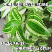 Potted flower hanging orchid hanging bamboo and bamboo plum flowers and leaves hanging bamboo plum hanging Lan small potted plants easy to feed