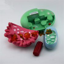Teaching instrument 3224 organelle structure model Biomedical experimental equipment