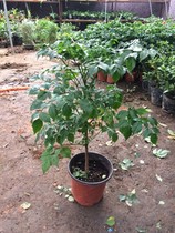 Happiness Tree Room Ping An trees Inner potted plant Leafy Plant Happiness Saplings to purify the air