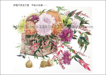 Pure Hand Painted Watercolor Painting Flower Series of Dried Flowers of Colorful Flowers of Imitation Autumn Chrysanthemum