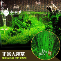 Aquarium Township] Big sand grass needle leaf sedge sea grass sedge in the back view water grass underwater grass