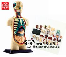 Hong Kong EDU puzzle Science childrens science experiment 32 pieces 12 7CM human anatomy model bust model
