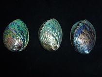 Natural polished abalone shell fish tank creative home decoration living room bedroom bogusan small ornaments crafts