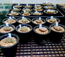 The price of each piece of real tough brocade is different.