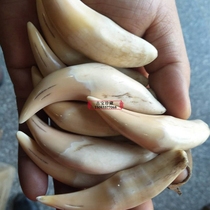 Fidelity fine natural oversized camel tooth pendant pendant handle piece Safe Wen play collection