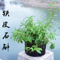 Jiang Nanfeng Dendrobium seedling stump with wood delivery Dendrobium fresh strips Maple bucket while eating and planting green plants