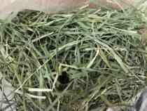 (Co Majia pasture) full size * Super Nanti soft green whole leaf try suit 100g