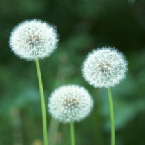 Dandelion seeds potted flowers and plants foliage plants novice easy-to-plant balcony plants Four Seasons indoor flower seeds