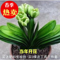 Boutique potted green plant indoor round head monk Clivia seedlings Leaf-viewing plants 5-year seedlings Desktop desk