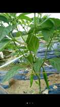 Lam rope hanging melon line greenhouse sling rope all kinds of vegetable hanging melon line hanging melon rope