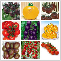 Sweet tomato Little virgin fruit Purple red tomato seeds Black grape fruits and vegetables Red black yellow and purple pearl tomato vegetables