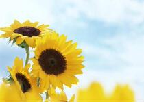 How much to compensate for the difference in freight and difference