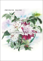 Pure Hand Painted Watercolor Painting Flower Series of Ski Colorful Flowers of Imitation Red White Lily manuscript
