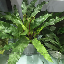 Simulation green plant Nest Fern Leaf Over Glia Hand Feel Green Planting softly placed Restaurant Landscaping Decorative ingredients Fern Foliage