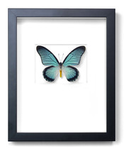 Butterfly: Smurf swallowtail flashing blue swallowtail butterfly custom specimen butterfly ornaments