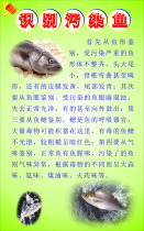 727 home poster board printed sticker material 1063 identification of contaminated fish science knowledge