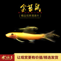 Golden moss algae clear tank fish eat moss spotted Golden rat green moss clean benthic live scavenger