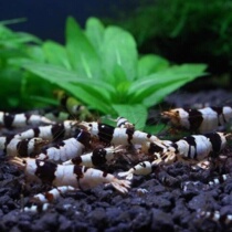 Black and White Crystal Shrimp Black and White Gene Shrimp Red and White Crystal Shrimp Platinum Shrimp Black Diamond Wine Red Crystal Shrimp