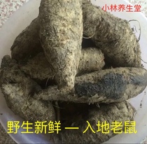  Wild ground mouse Farm self-drilling ground mouse Fresh soup Purple jasmine root Chinese herbal medicine 500g