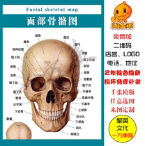 Facial skeletal diagram Head and facial superficial anatomical diagram Medical musculoskeletal Wall diagram Spinal blood vessel distribution