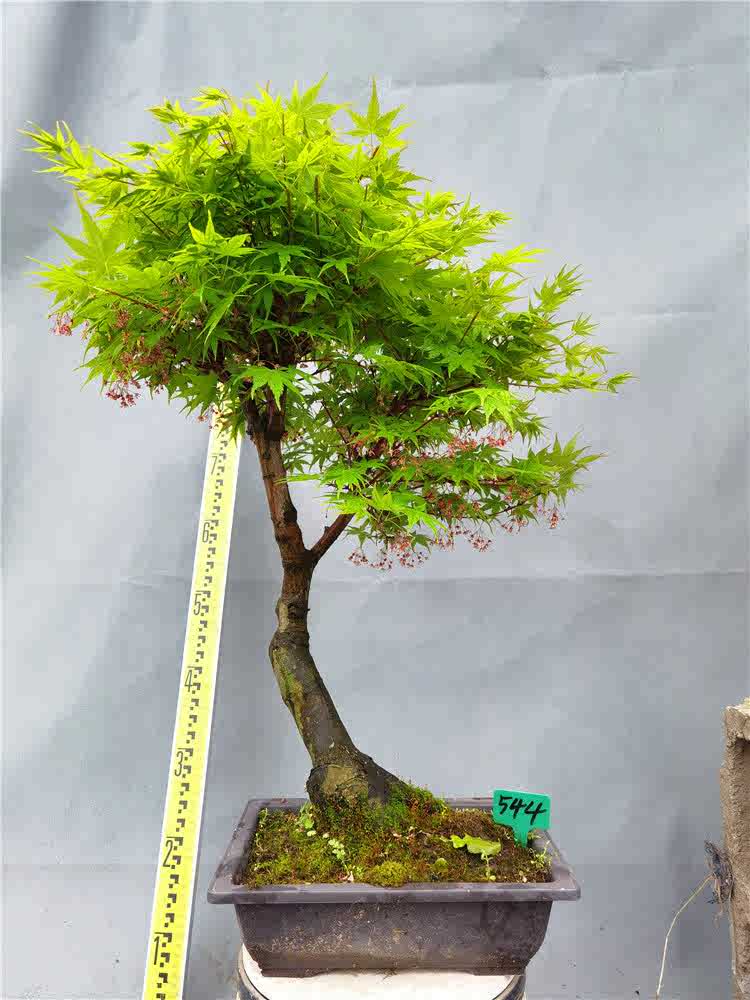 一物一拍华程园艺日本红枫彩叶枫树珊瑚阁黄金枫赤枫室内盆景绿植 一物一拍华程园艺日本红枫彩叶枫树珊瑚阁黄金枫赤枫室内盆景绿植