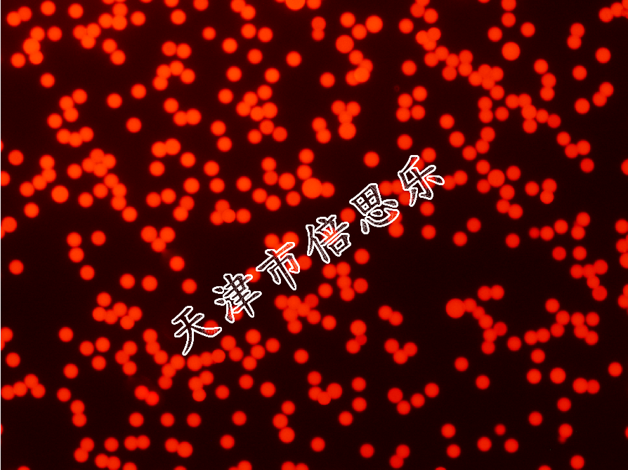 单分散聚甲基丙烯酸甲酯荧光微球/红橙绿蓝/PMMA荧光微球