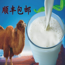 10 pounds of camel milk fresh camel milk pure camel milk Xinjiang grassland pasture camel breeding foundation direct supply of camel raw milk