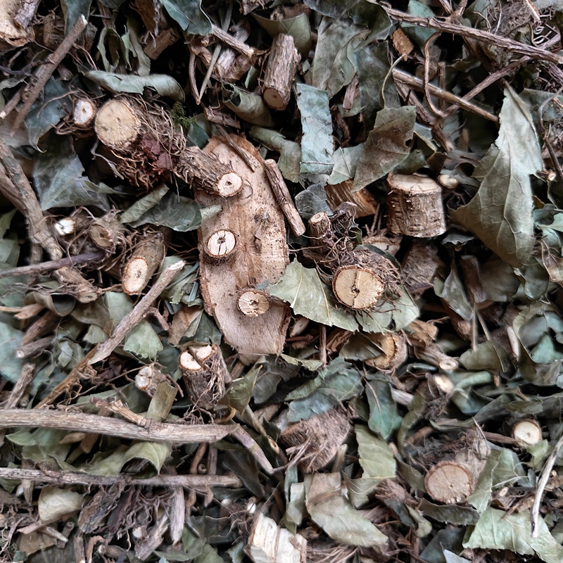 Chinese Medicinal Herb Sanfeng (Triangular Wind), Also Known as Sangu Feng (Scattered Bones Wind), Ivy, Chui Feng (Chasing Wind) Stem and Leaves, Sun-Dried, Guangxi, 500 Grams