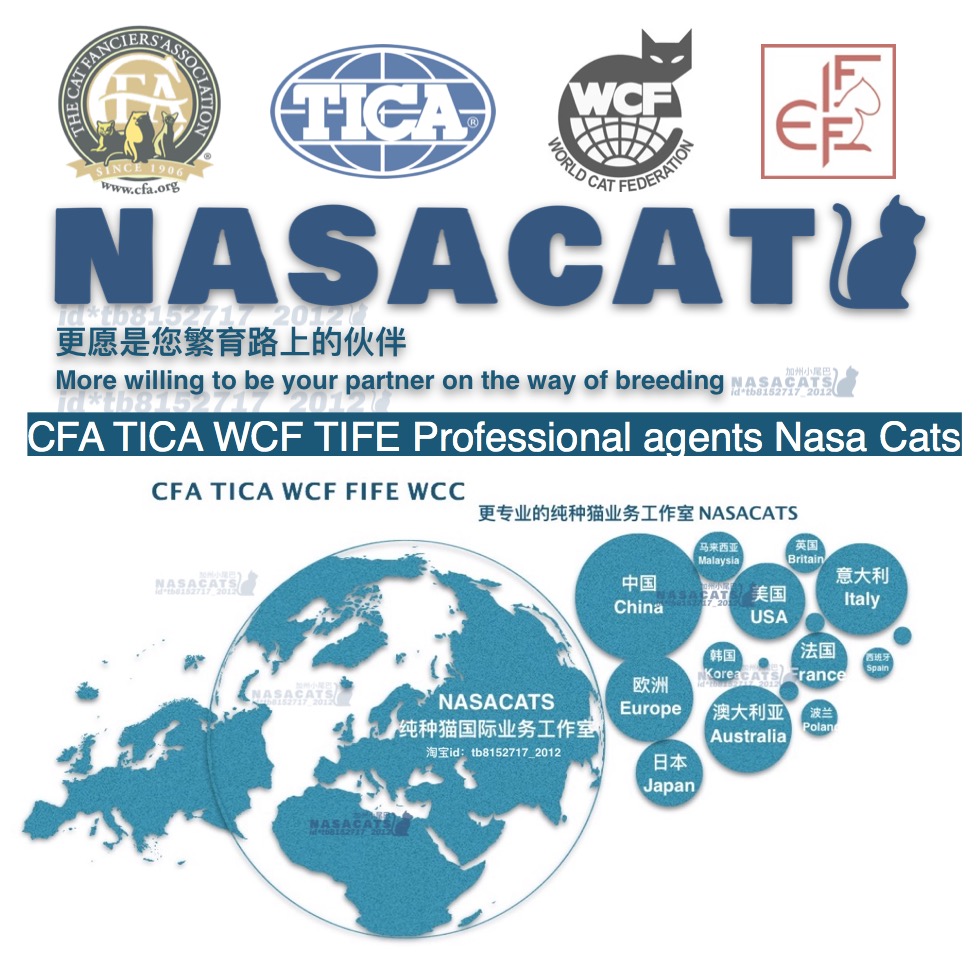 Registration CFA Pedigree certificate CFA Green paper cat certificate CFA Cat house cat certificate CFA certificate Fidelity registration