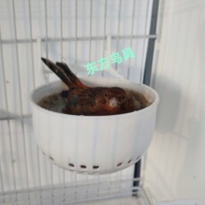 Гнездо 玉鸟繁殖窝欧款内挂窝玉鸟丝雀一体成型鸟窝