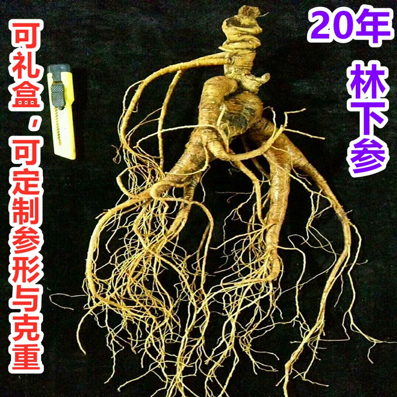 Changbai Mountain wild ginseng moved mountain ginseng under the forest about 20 years old ginseng under the forest fresh ginseng seeds goods non-dry ginseng garden ginseng to eat