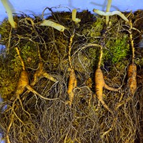 Changbai Mountain Changjing Zhangjilin Fupinglin Guangxin Zhangjiang Zhang Zhang has been a whole branch of the topayama parasite wine and moisturizing mountain ginseng for 25 years