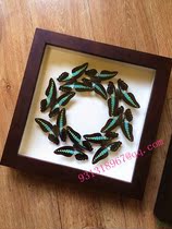 Butterfly specimen ring shape: can be used as wall decoration wedding birthday housewarming gift