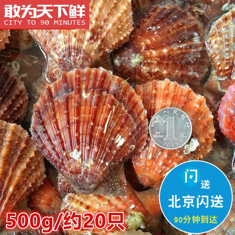 500g Beijing sparkling small red bay seafood fresh scallop fresh red scallop bay aquatic products