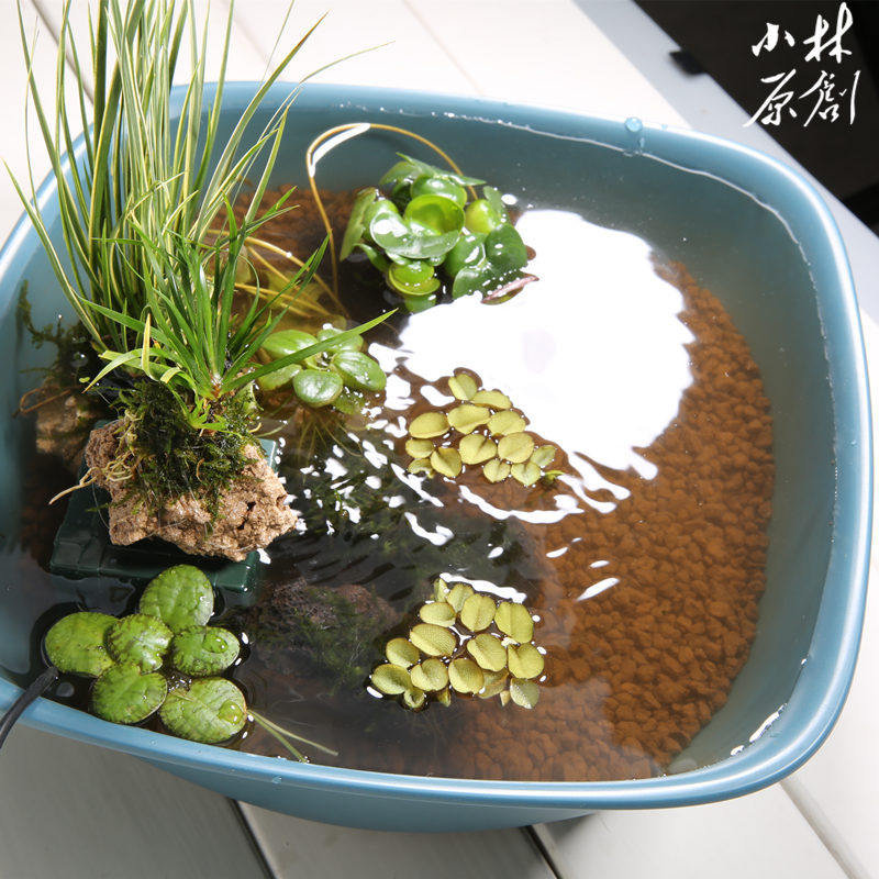 小林原創定製日式和風觀背鱂魚缸迷你睡蓮浮萍水生沼澤植物造景盆